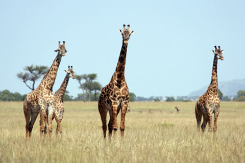 Serengeti Plain Animals